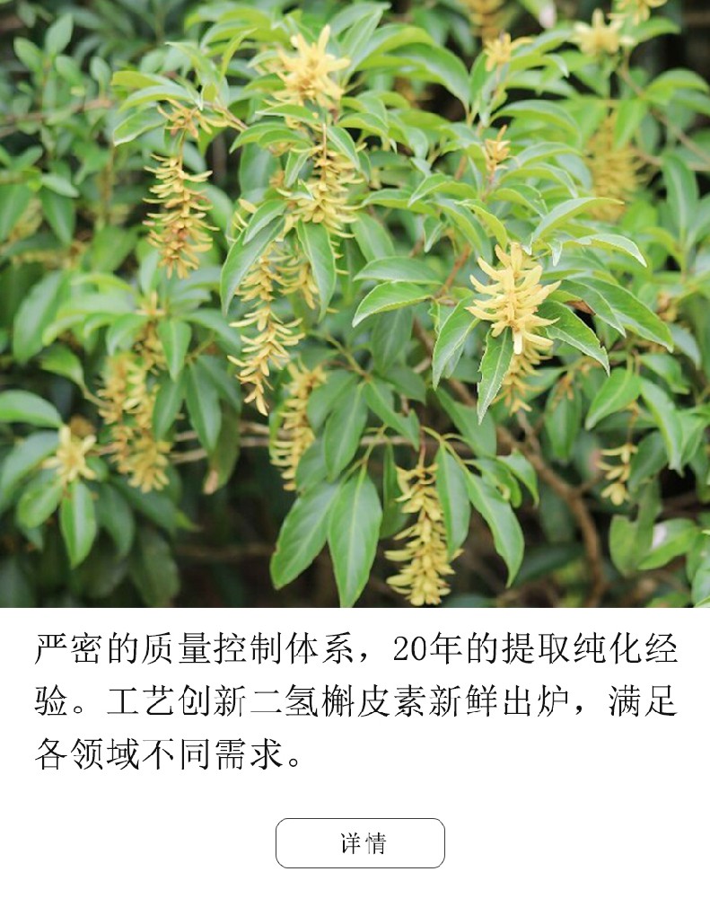 二氢槲皮素